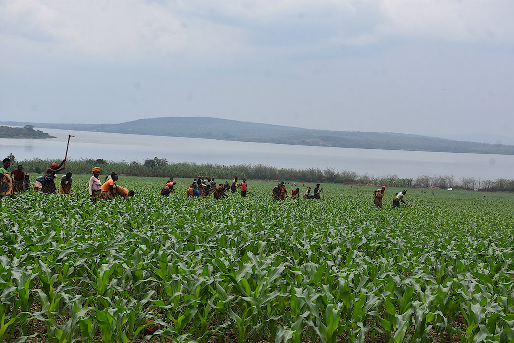 Des agriculteurs dans un champ de maïs près de l’eau à Kirehe