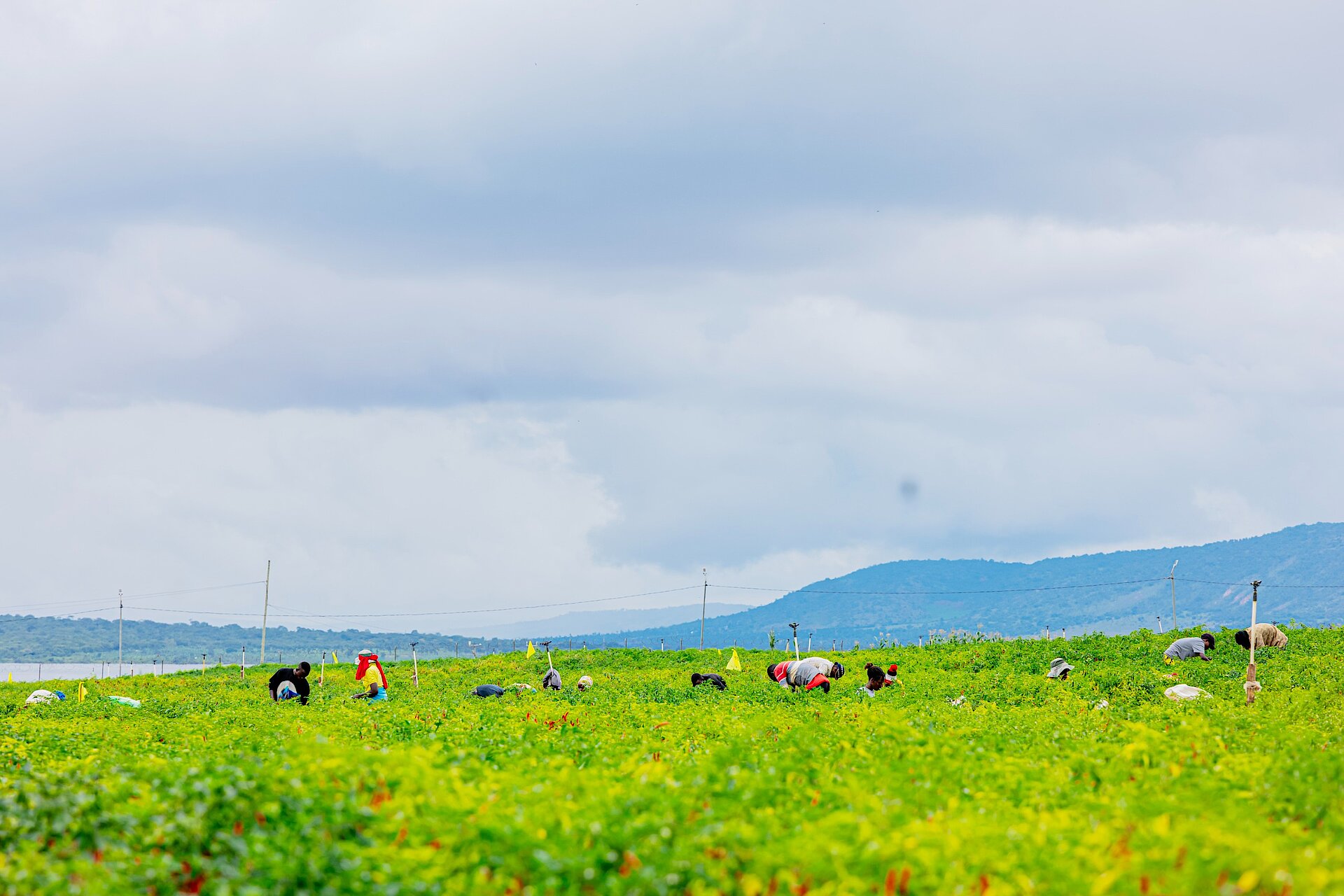 La culture du piment à Kirehe