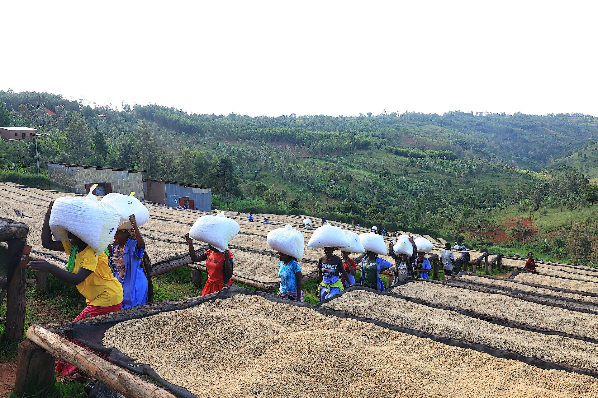 La transformation du café à Kirehe