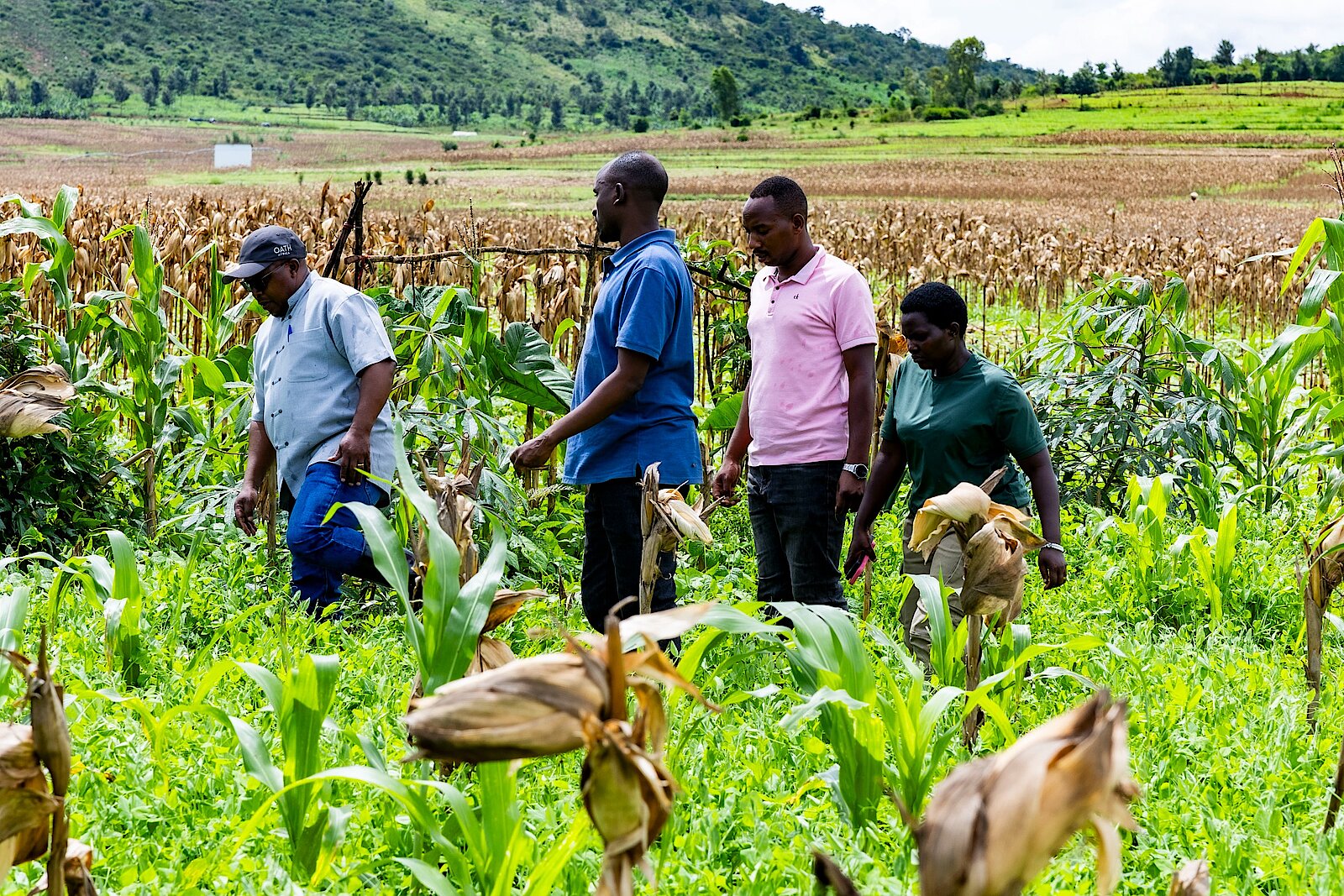 Une visite auprès de producteurs de maïs à Kirehe