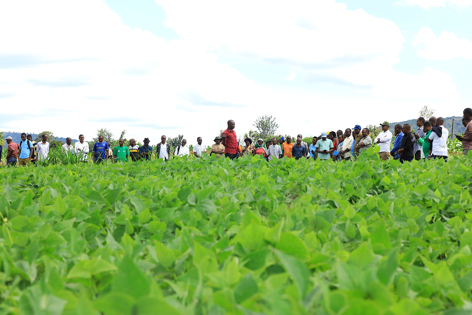 Une activité agricole dans le périmètre irrigué de Mpanga