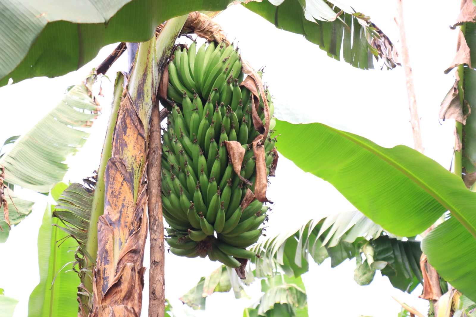 La culture de bananes à Mushikiri, Kirehe
